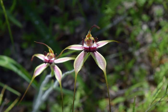 Caladenia - Orchid-Badgingarra-Vern-Westbrook-walk-Sep-2018p0016.JPG